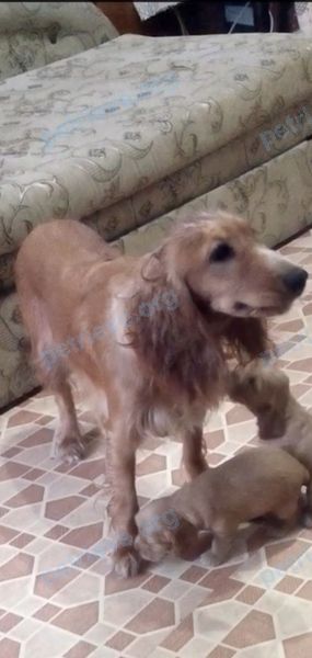 Средняя красная молодая собака, пропала 10.01.2020 рядом с улица Гагарина, Азов.