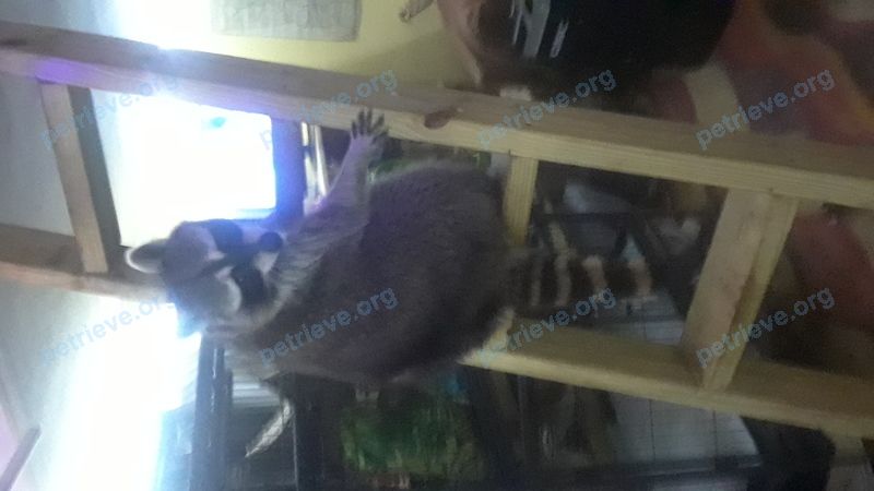 Big young mixed color male raccoon Rocket, lost near 118 Tamim Cove, Byhalia, MS 38611, USA on Jan 14, 2020.