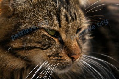 Big adult mixed color female cat, lost near ул. Московская, 64, Саранск, Респ. Мордовия, Россия, 430010 on Jan 25, 2020.