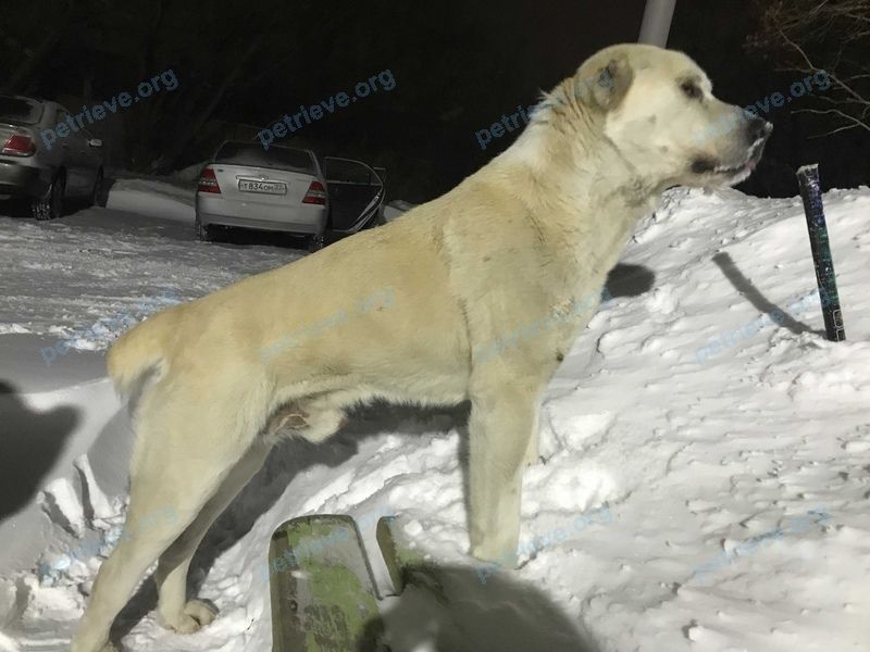 Big white male dog, found near Пролетарская ул., 418, Рубцовск, Алтайский край, Россия, 658227 on Jan 28, 2020.