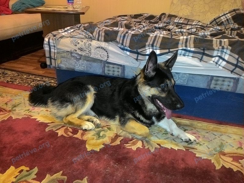Medium black male dog, found near ул. 40 лет Октября, 24А, Екатеринбург, Свердловская обл., Россия, 620088 on Feb 01, 2020.