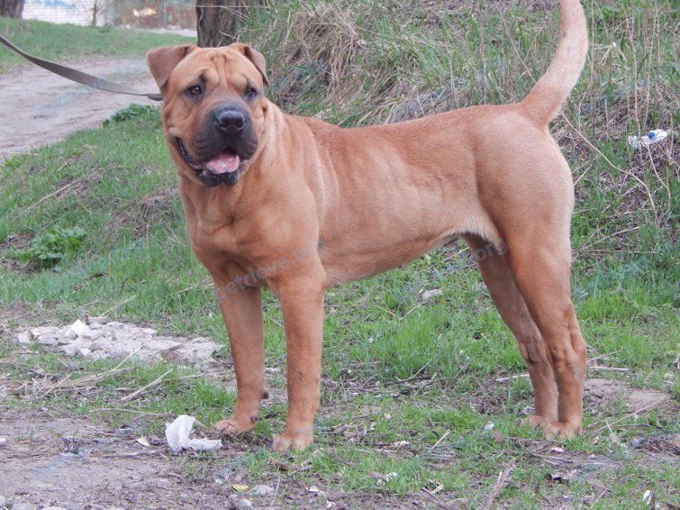Small young orange male dog Боня, lost near ул. Крупской, 42, Тамань, Краснодарский край, Россия, 353555 on Feb 09, 2020.