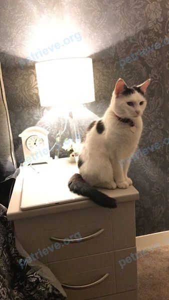 Маленькая многоцветная взрослая кошка NALA, пропала 07.02.2020 рядом с 1 Sevenoaks Rd, Borough Green, Sevenoaks TN15 8AX, UK.