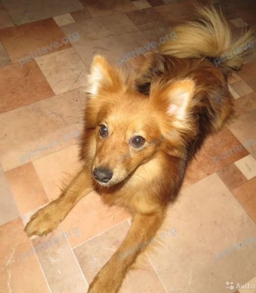 Small young orange male dog Тоша, lost near ЖК "Полтавский", Красноярск, Красноярский край, Россия, 660012 on Feb 14, 2020.