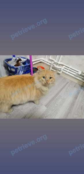 Medium adult orange male cat Беляш, lost near 10 Шелковичный просп., 15А, Саратов, Саратовская обл., Россия, 410071 on Jan 20, 2020.