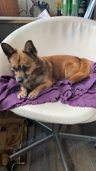Small adult brown male dog, found near ул. Толстого, 52, Малаховка, Московская обл., Россия, 140030 on Feb 18, 2020.