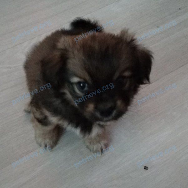 Small young orange male dog жак метис пекинеса цвет рыжий, lost near ул. Дружбы, 28, Белово, Кемеровская обл., Россия, 652600 on Feb 28, 2020.