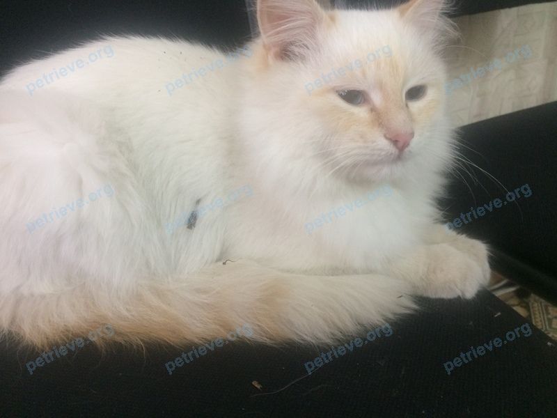 Young white female cat, found near ул. Пешкова, 79, Борисоглебск, Воронежская обл., Россия, 397160 on Mar 03, 2020.