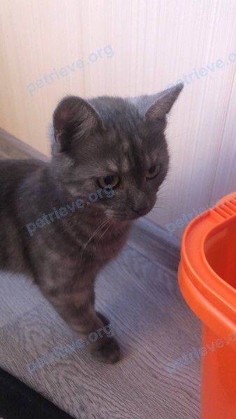 Medium young gray male cat ВАСЯ, lost near ул. Белякова, 31, Ногинск, Московская обл., Россия, 142400 on Mar 13, 2020.