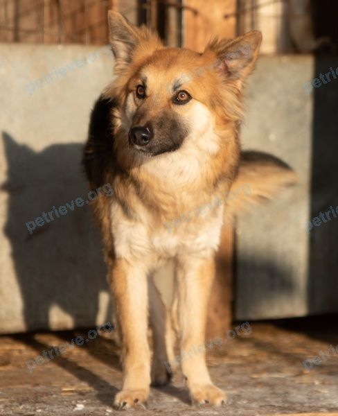 Средний многоцветный молодой пёс Портос, пропал 29.03.2020 рядом с 2 St Johns Rd, Cambridge, MA 02138, США.