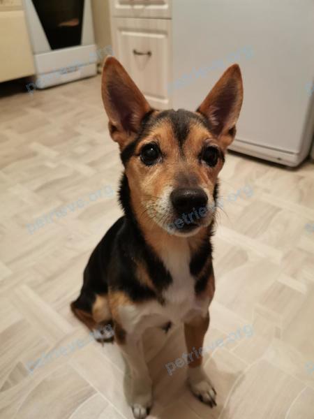 Medium adult black male dog, lost near Парковая ул., 12, Краснотурьинск, Свердловская обл., Россия, 624450 on Mar 29, 2020.