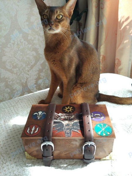 Средний коричневый взрослый кот Ричард, пропал 02.04.2020 рядом с ул. Липовый Парк, 5А, Москва, Россия, 142770.