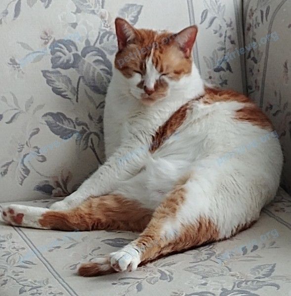 Big adult mixed color female cat sophie, lost near 459 Regional Rd 52, St. Catharines, ON L2M 3Z3, Canada on Apr 06, 2020.