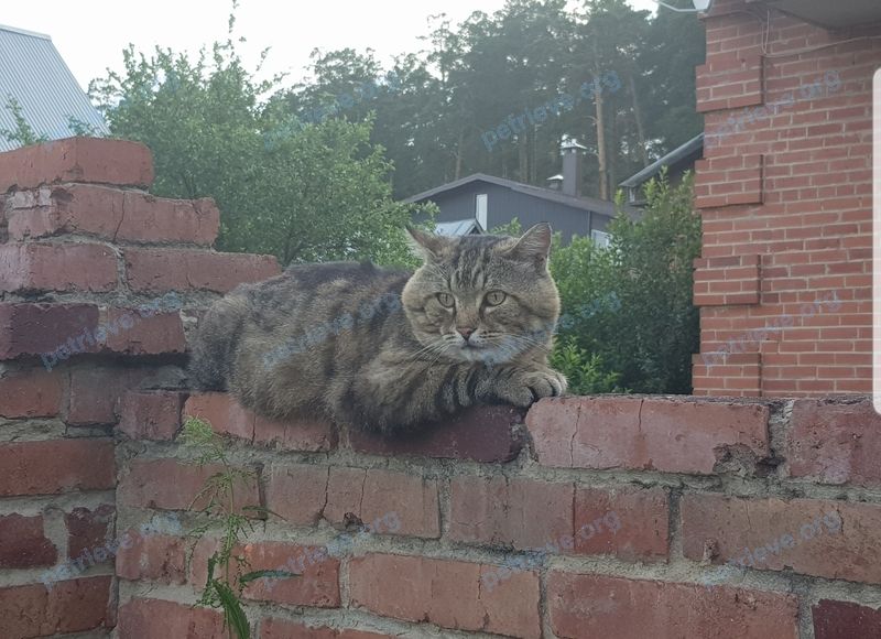Big adult mixed color male cat Кекс, lost near ул. Горная, 8, Тургояк, Челябинская обл., Россия, 456318 on Mar 13, 2020.
