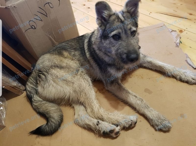 Medium young gray male dog, found near Кооперативная ул., 2, Деденево, Московская обл., Россия, 141850 on Apr 11, 2020.