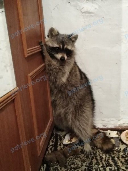 Big adult gray male raccoon тоша, lost near улица Крупская, П'ятихатка on Apr 03, 2020.