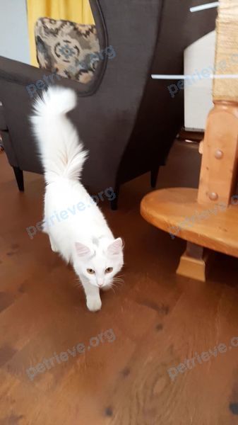 Small young white female cat Малышка, lost near Луговая ул., 10, Софрино, Московская обл., Россия, 141270 on Apr 15, 2020.