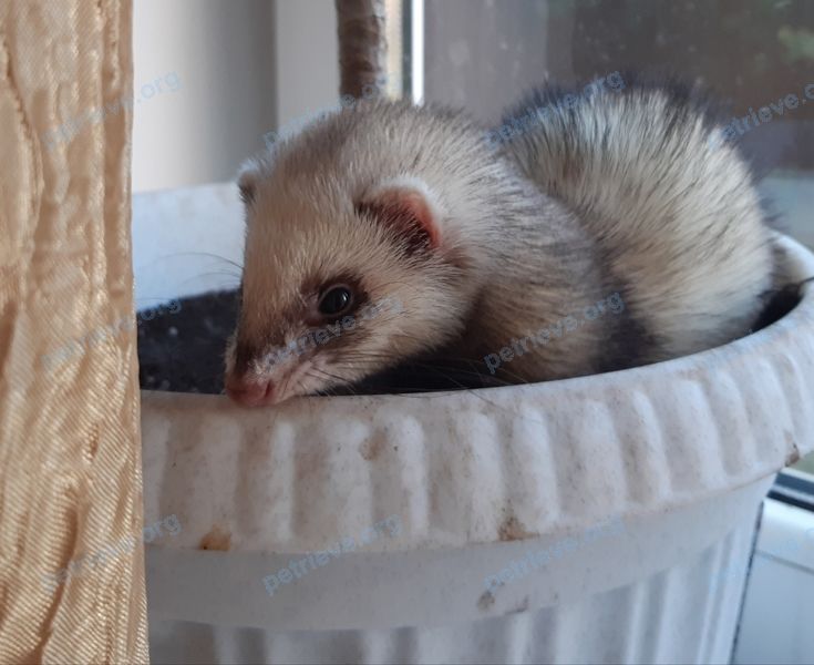 Small young female ferret Ева, lost near 2 St Johns Rd, Cambridge, MA 02138, США on Apr 15, 2020.