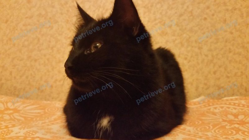 Medium adult black male cat Уголек, lost near ул. Пехтина, 24, Глазов, республика Удмуртия, Россия, 427628 on Apr 30, 2020.