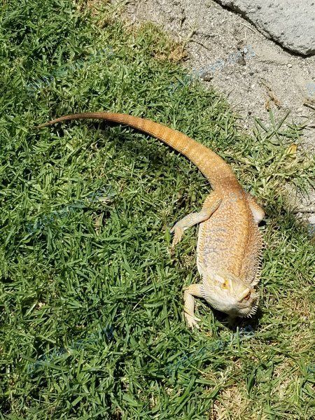 Средняя многоцветная взрослая рептилия Bearded Dragon FOUND, найдена 04.05.2020 рядом с 514 Massachusetts Ave, Riverside, CA 92507, USA.