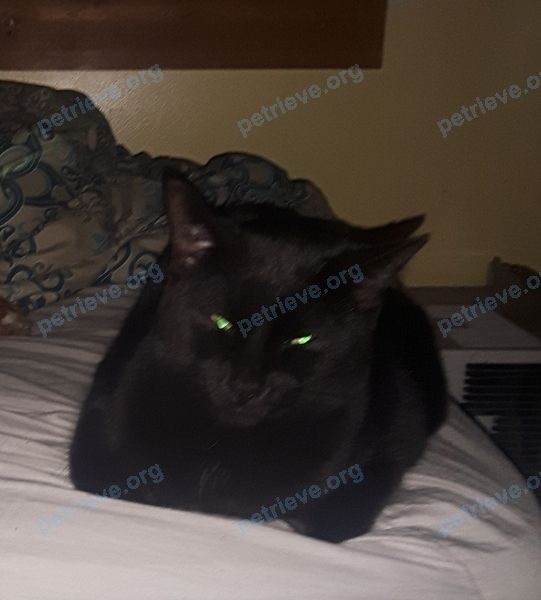 Средняя чёрная взрослая кошка Olivia, пропала 30.03.2020 рядом с 209 Fort Pelly Ave, Kamsack, SK S0A 1S0, Canada.