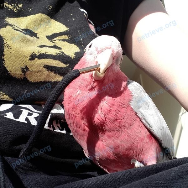 Средняя красная молодая птица Lola, пропала 07.05.2020 рядом с Health Centre, Comber, Newtownards BT23 5AU, UK.