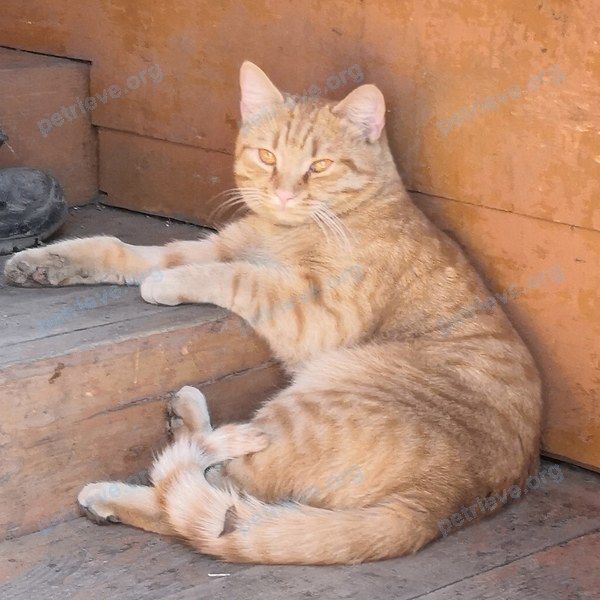 Young orange male cat Семён, Сёма, lost near ул. Рутгерса, 24, Кемерово, Кемеровская обл., Россия, 650044 on May 12, 2020.