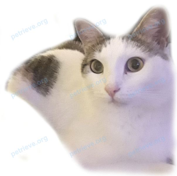 Medium adult mixed color male cat Степа, lost near Ярославская ул., 55, Тольятти, Самарская обл., Россия, 445045 on May 19, 2020.