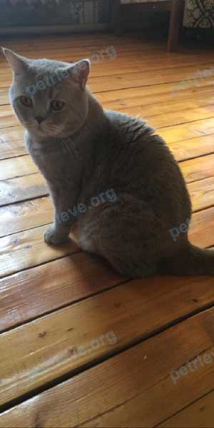 Big young brown male cat Лимон, lost near Россия, Московская область, Истринский район, деревня Ламишино on May 19, 2020.