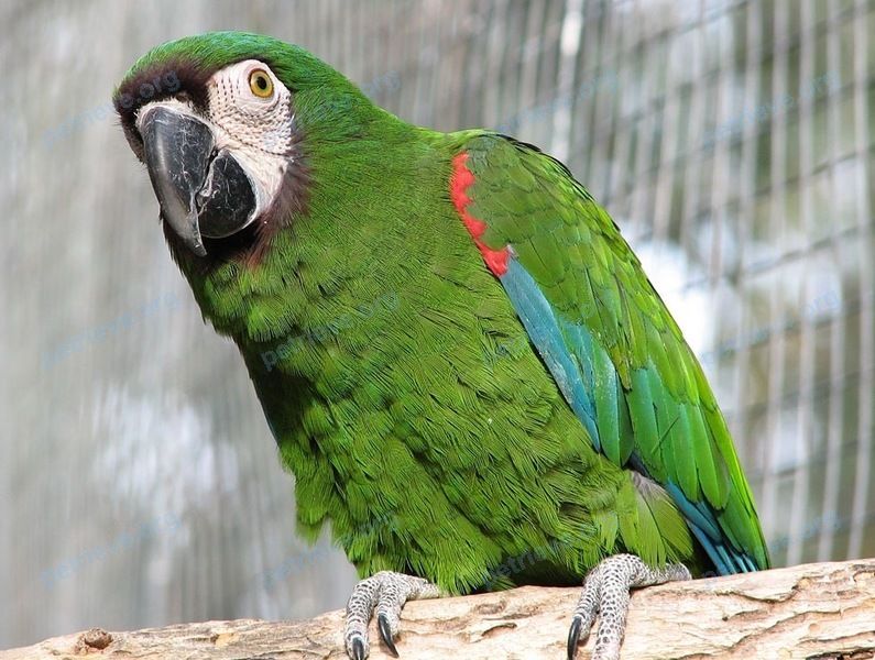 Medium young green male bird Рич, lost near ул. Фёдора Абрамова, 18к1, Санкт-Петербург, Россия, 194358 on May 24, 2020.