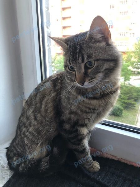 Big young brown male cat, found near ул. Заречная, 3, Свердловский, Московская обл., Россия, 141140 on May 25, 2020.