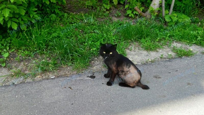 Средняя чёрная кошка, найдена 28.05.2020 рядом с Пионерская ул., 20, Королёв, Московская обл., Россия, 141074.