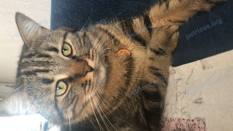 Big young mixed color male cat, lost near Полтавский пер., 6, Каневская, Краснодарский край, Россия, 353730 on May 31, 2020.