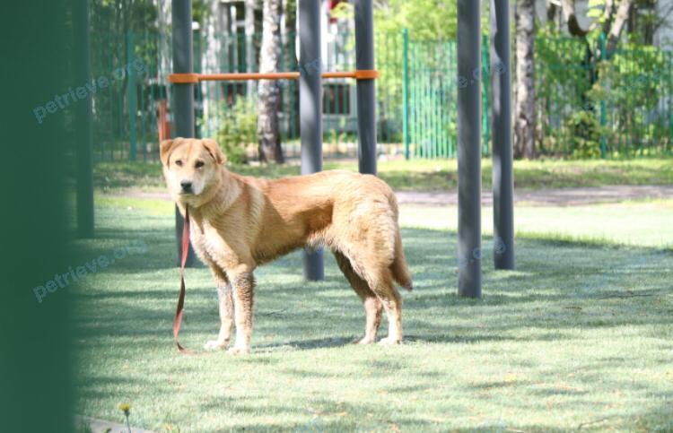 Medium young female dog Не известа, found near 48 Hawthorn St, Cambridge, MA 02138, США on May 18, 2020.