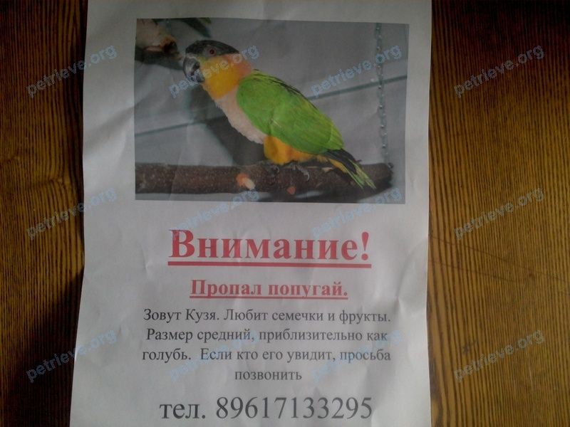 Medium adult green male bird Кузя, lost near пр. Ленина, 133А, Кемерово, Кемеровская обл., Россия, 650056 on Jun 09, 2020.