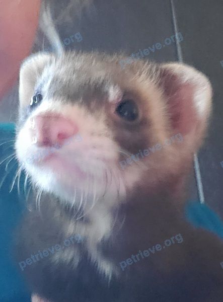 Small young brown male ferret Bear, lost near 21 Eccleston Dr, North York, ON M4A 1K4, Canada on Jun 11, 2020.