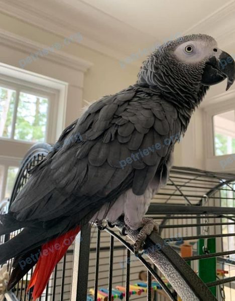 Medium adult gray female bird Gertie., lost near 255 Avenue Bolton, Beaconsfield, QC H9W 1Z7, Canada on Jun 18, 2020.