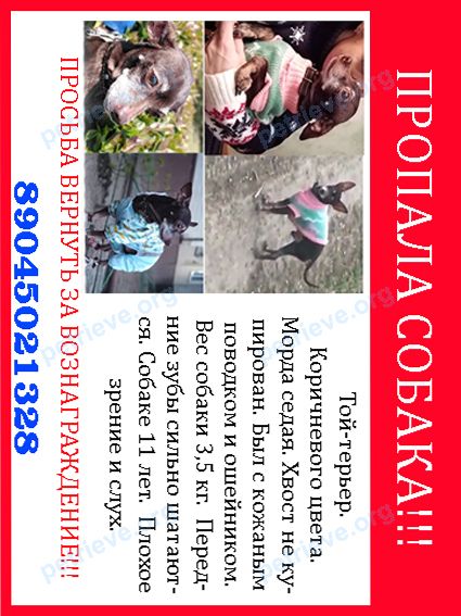Small adult brown male dog Рой, lost near б-р Комарова, 24А, Ростов-на-Дону, Ростовская обл., Россия, 344113 on Jun 08, 2020.