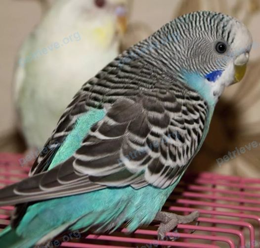 Small young mixed color male bird Гриша, lost near ул. Теплый Стан, 9к9, Москва, Россия, 117465 on Jun 20, 2020.