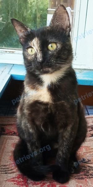 Mixed color female cat Яша, lost near улица Чкалова 40, Витебск, Беларусь on Jun 21, 2020.