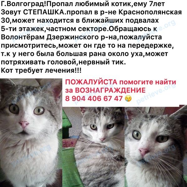 Big gray male cat Степа, lost near ул. Краснополянская, 30, Волгоград, Волгоградская обл., Россия, 400075 on Mar 14, 2020.