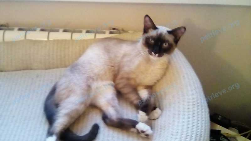Medium young mixed color male cat Тима, lost near ул. Воскресенская (Наука), 17, Томск, Томская обл., Россия, 634055 on Jun 25, 2020.