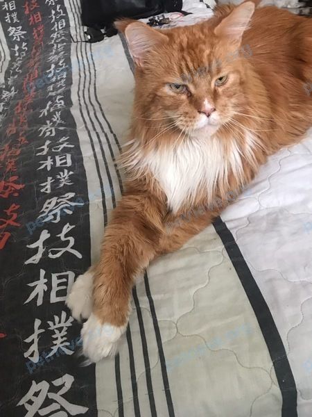 Big adult orange male cat ларс, lost near 2 St Johns Rd, Cambridge, MA 02138, США on Jun 25, 2020.