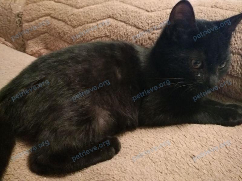Small young male cat Черныш, lost near Moskovskaya 18, Орша, Беларусь on Jun 23, 2020.