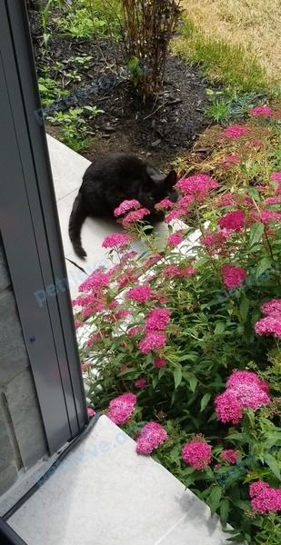 Средняя чёрная взрослая кошка Unknown, найдена 29.06.2020 рядом с 10 Rue Morgan, Baie-d'Urfé, QC H9X 3A2, Canada.