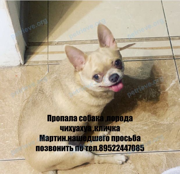 Средний оранжевый взрослый пёс Мартин, пропал 02.07.2020 рядом с ул. Горсткина, 18А, Всеволожск, Ленинградская обл., Россия, 188642.