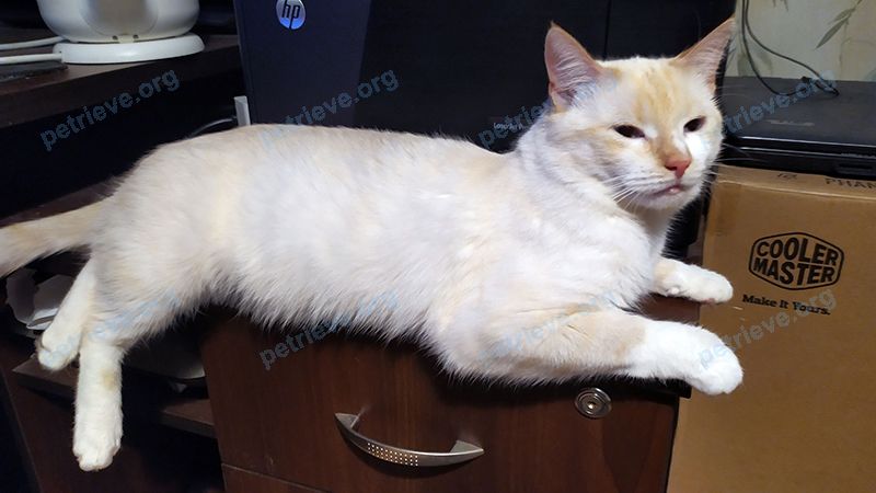 Средний белый молодой кот Кокос (или Кусик), пропал 03.07.2020 рядом с ул. Борзова, 100, Калининград, Калининградская обл., Россия, 236023.