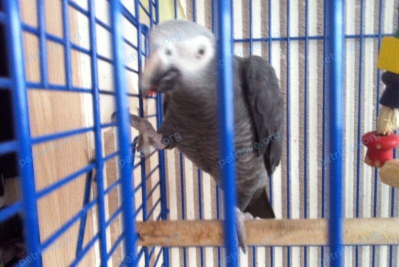 Medium adult gray male bird Жан, lost near Weld Boat House, 971 Memorial Dr, Cambridge, MA 02138, США on Jul 06, 2020.