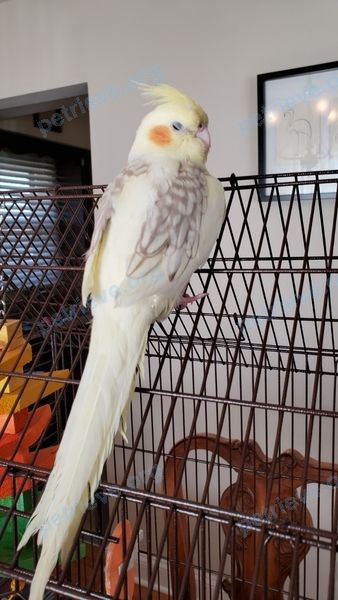Small young yellow bird Lemon, lost near 1044 86th St, Downers Grove, IL 60516, USA on Jul 08, 2020.