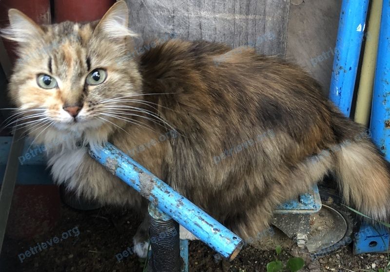 Small female cat, found near ул. Весенняя, 7, Хотьково, Московская обл., Россия, 141372 on Jul 12, 2020.